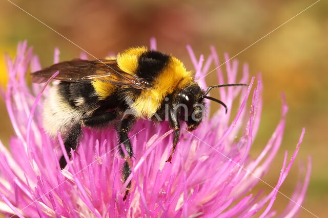 Grote tuinhommel (Bombus ruderatus)