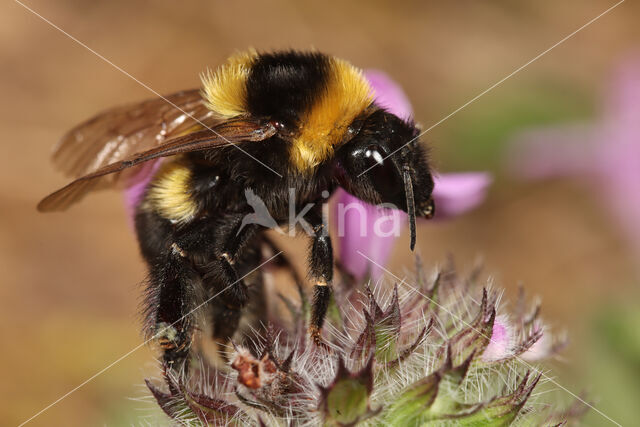 Grote tuinhommel (Bombus ruderatus)