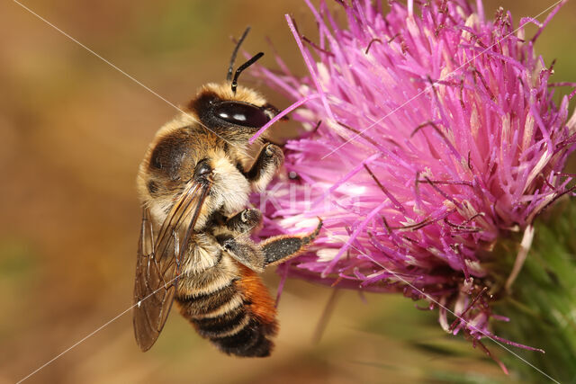 Megachile lagopoda