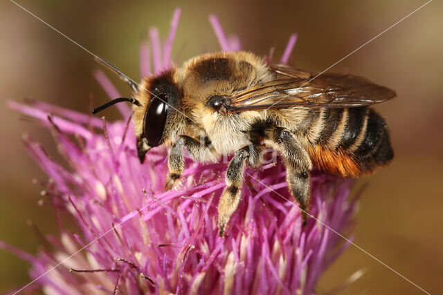 Megachile lagopoda