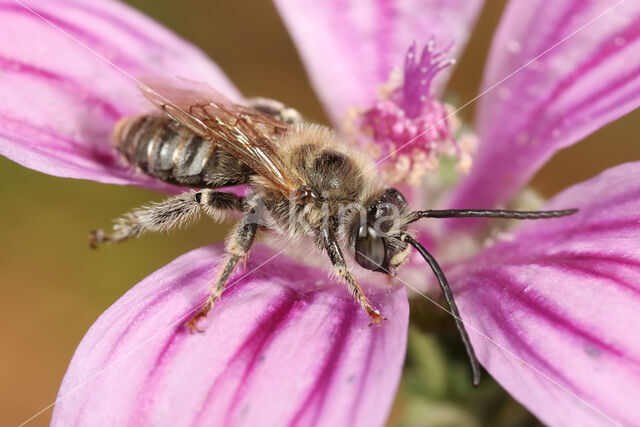 Malvabij (Tetralonia macroglossa)