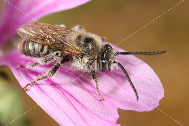 Malvabij (Tetralonia macroglossa)