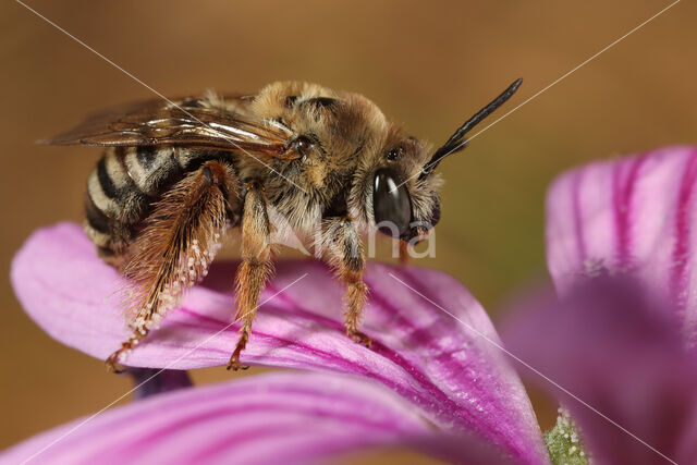 Malvabij (Tetralonia macroglossa)