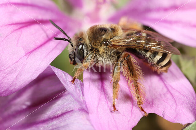 Malvabij (Tetralonia macroglossa)