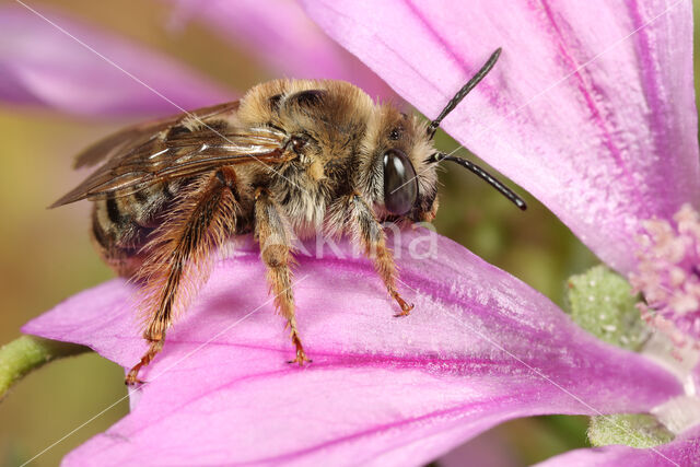 Tetralonia macroglossa