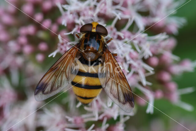 hoverfly (Volucella inanis)