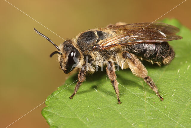 Donkere rimpelrug (Andrena bimaculata)