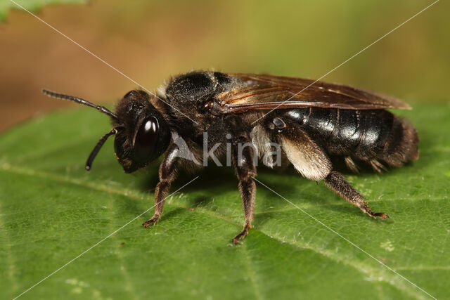 Andrena pilipes