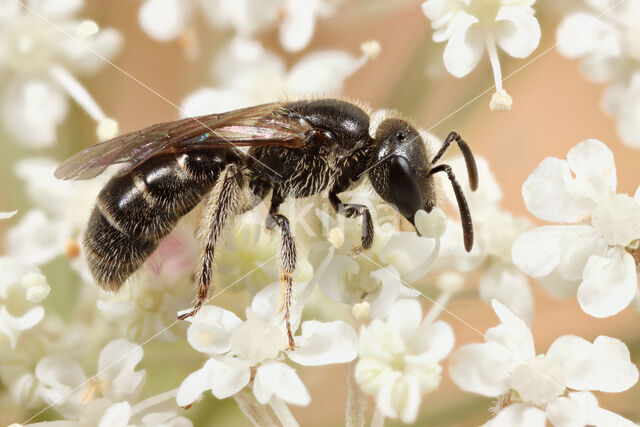 Kleigroefbij (Lasioglossum pauxillum)