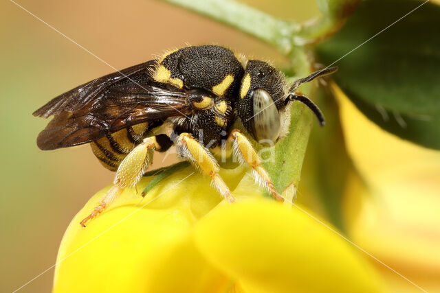 Kleine harsbij (Anthidiellum strigatum luteum)