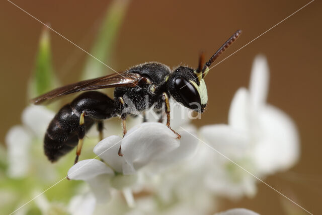 Hylaeus imparilis