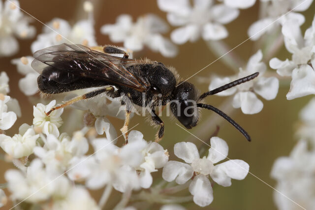 Gladde groefbij (Lasioglossum laeve)