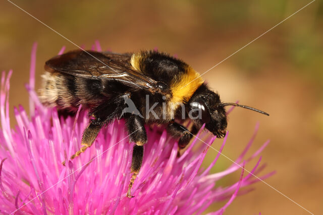 Bombus subterraneus