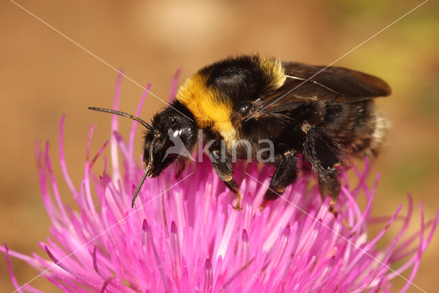 Donkere tuinhommel (Bombus subterraneus)