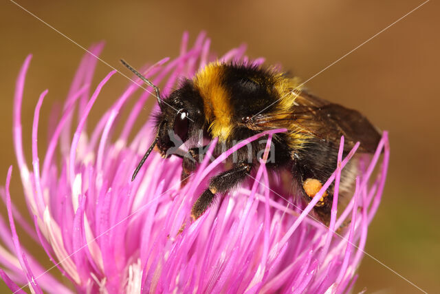 Small garden bumblebee (Bombus hortorum)