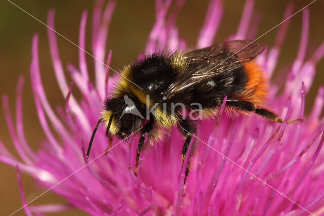 Red-tailed bumblebee (Bombus lapidarius)