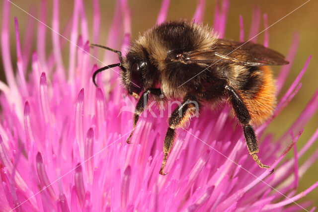 Red-shanked carder bee (Bombus ruderarius)