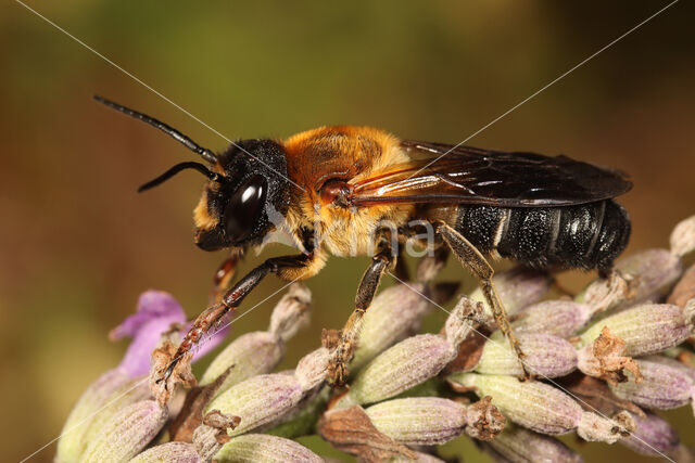 Megachile sculpturalis