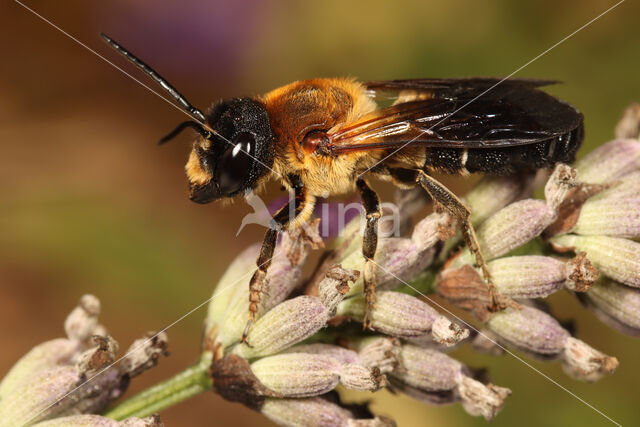 Megachile sculpturalis