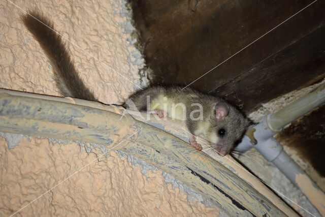 Fat dormouse (Glis glis)