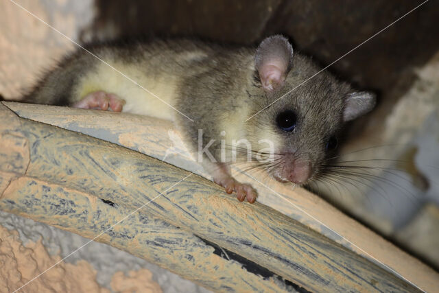 Fat dormouse (Glis glis)