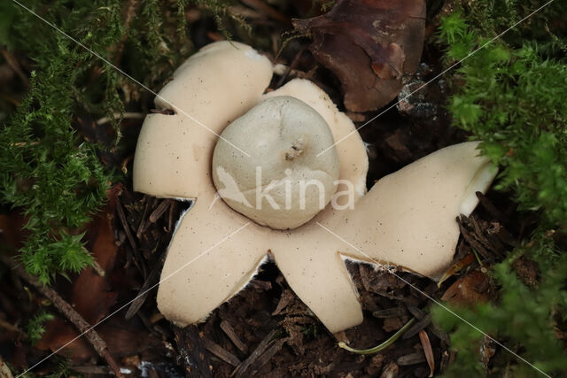 Sessile Earthstar (Geastrum fimbriatum)