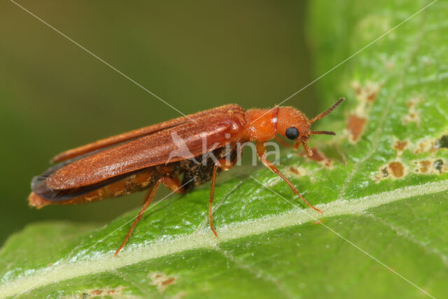 Hylecoetus dermestoides