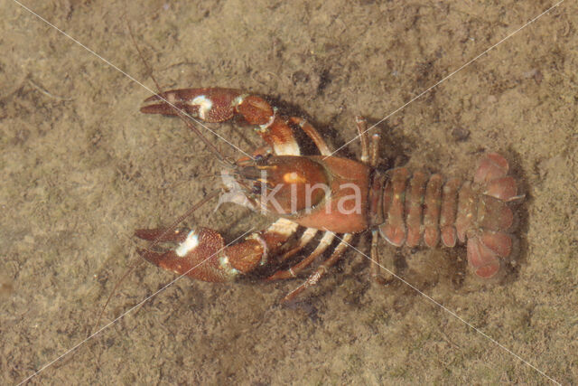 Signal crayfish (Pacifastacus leniusculus)