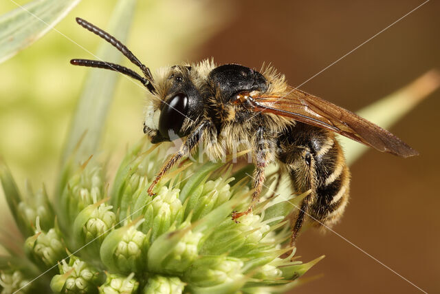 Andrena decipiens