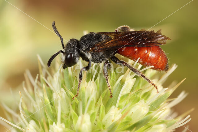 Sphecodes schenckii