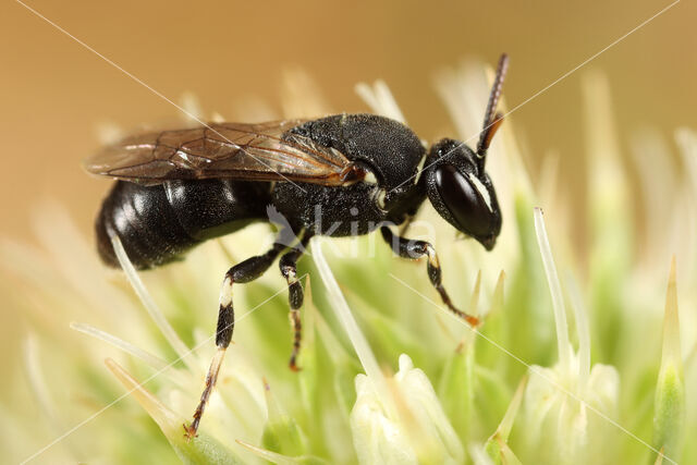 Lookmaskerbij (Hylaeus punctulatissimus)