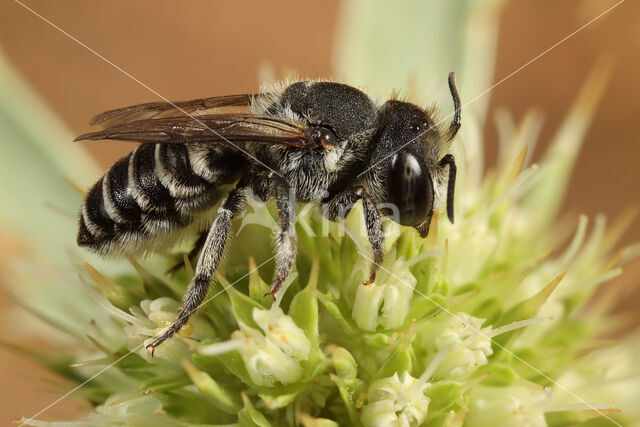 alfalfa leafcutting bee (Megachile rotundata)