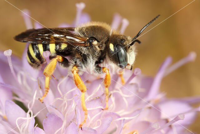 Trachusa interrupta