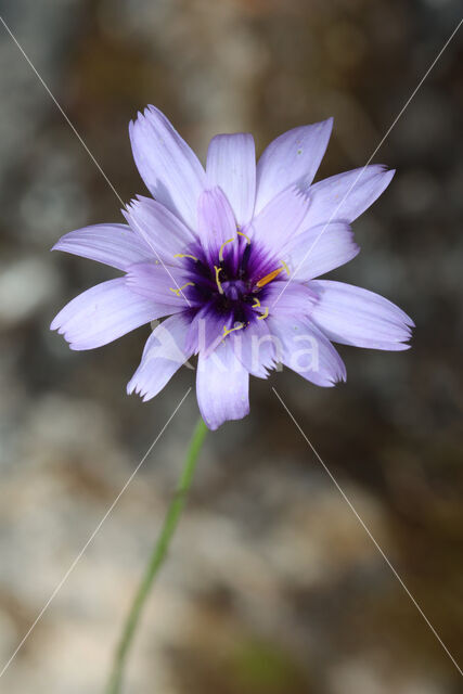 Blauwe strobloem (Catananche caerulea)