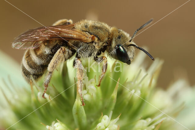 Halictus subauratus