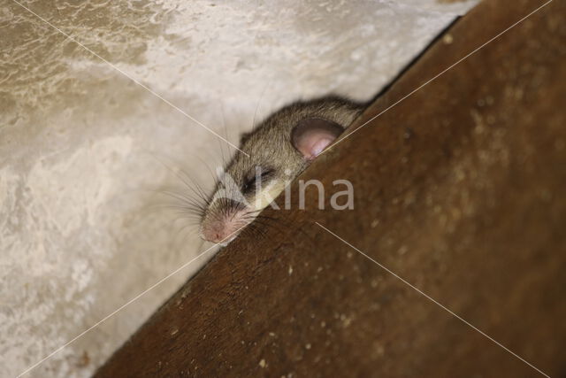 Fat dormouse (Glis glis)