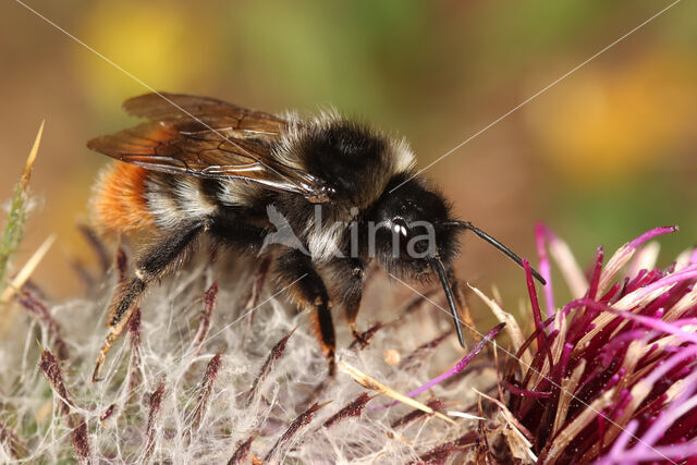 Rode koekoekshommel (Bombus rupestris)