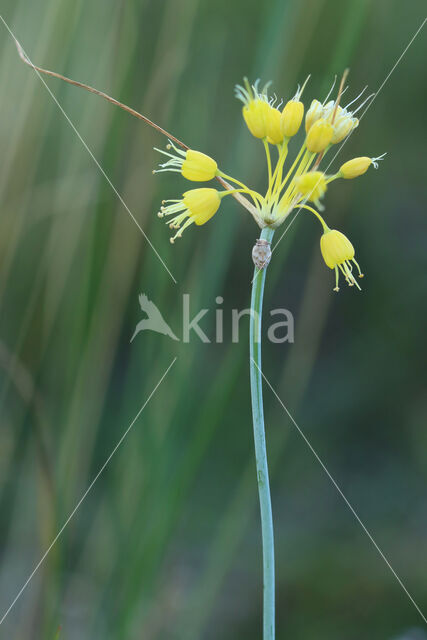 gele look (Allium flavum)