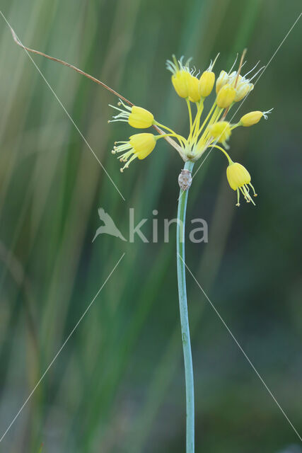 Allium flavum