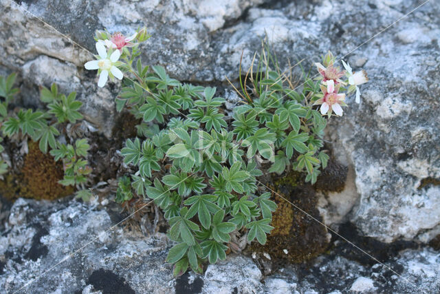 Potentilla caulescens