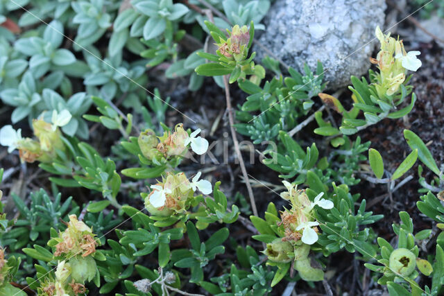 Mountain Germander (Teucrium montanum)