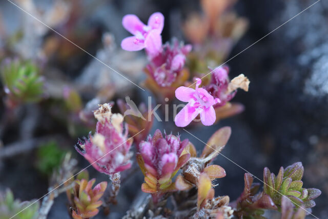 Thymus dolomiticus