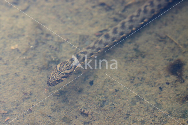 Viperine snake (Natrix maura)