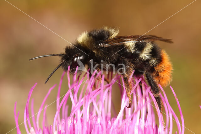 Hill cuckoo bee (Bombus rupestris)