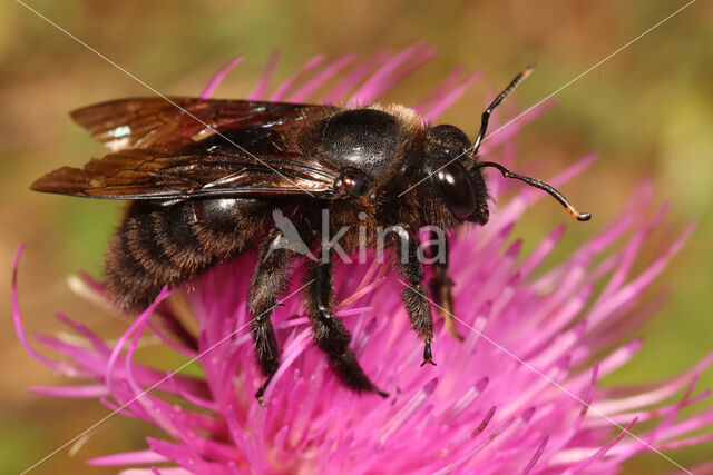 Blauwzwarte Houtbij (Xylocopa violacea)