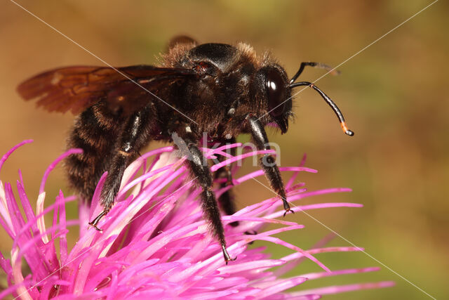 Carpenter Bee (Xylocopa violacea)