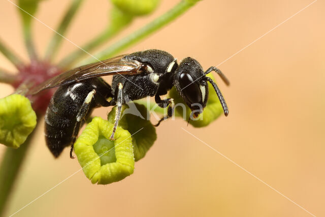 Hylaeus hyalinatus