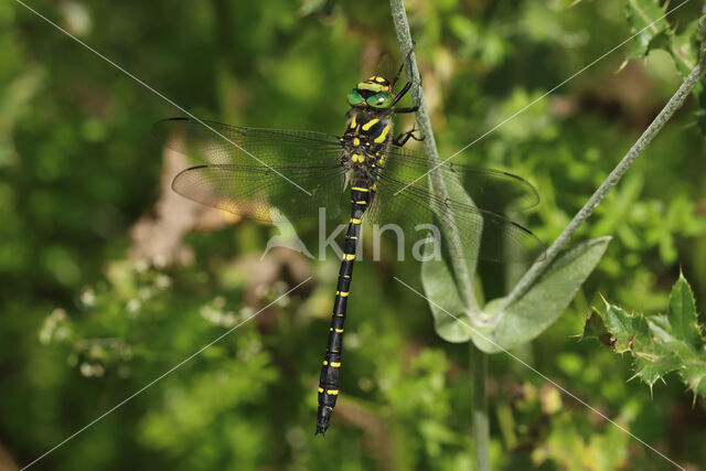 Gewone bronlibel (Cordulegaster boltonii)