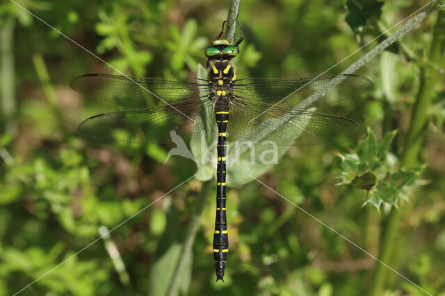 Gewone bronlibel (Cordulegaster boltonii)