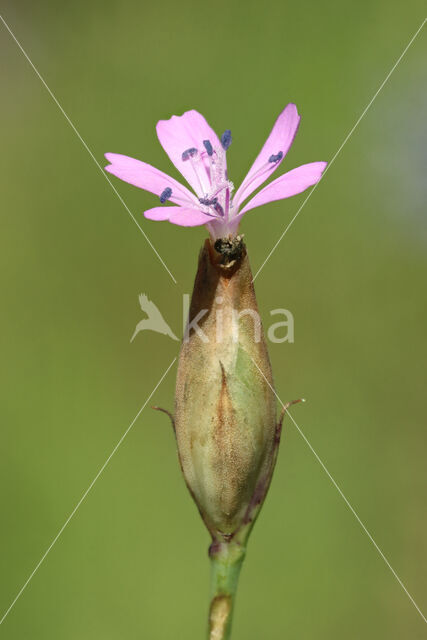 Proliferous Pink (Petrorhagia prolifera)